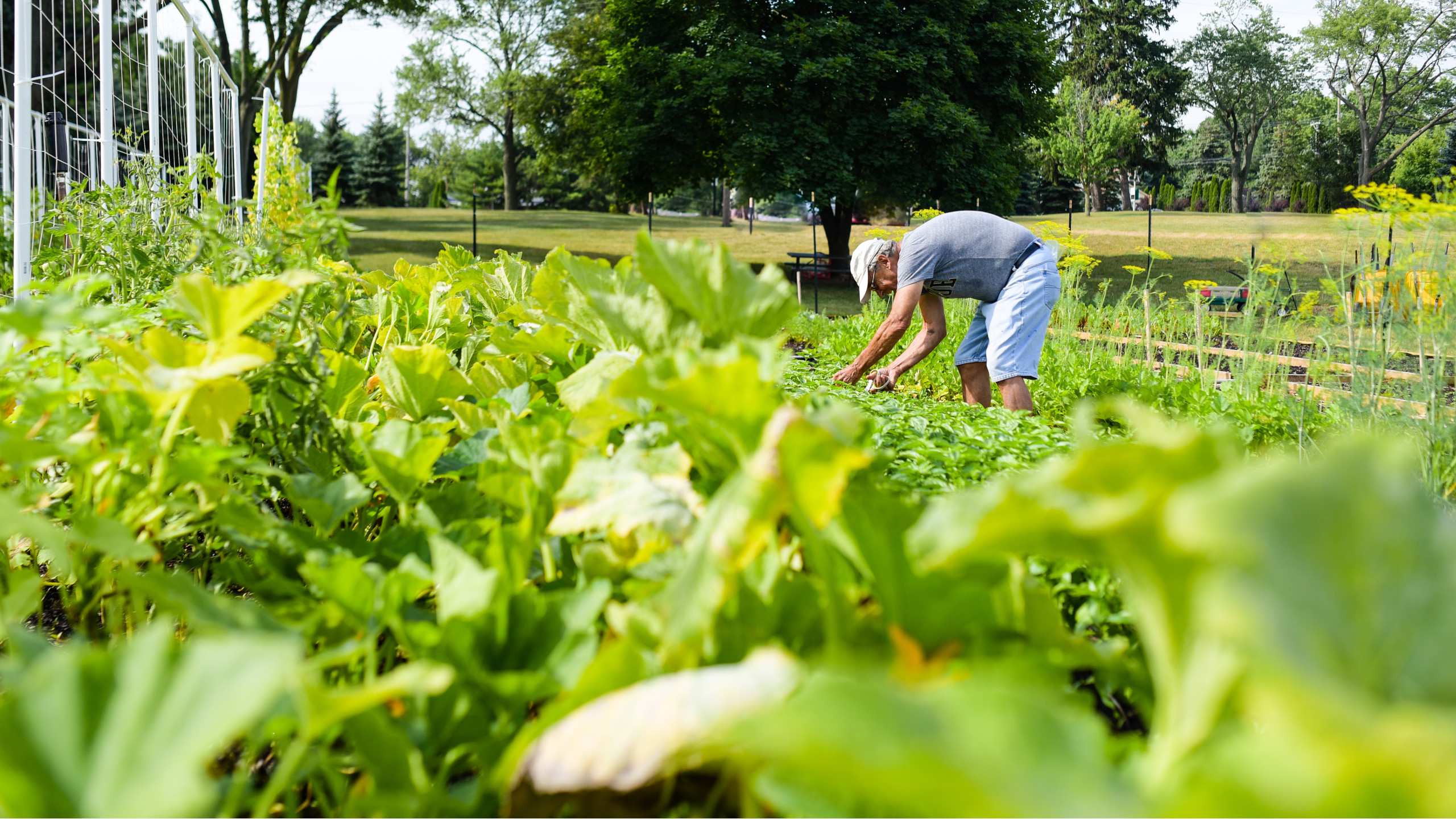 Grow to Give Garden